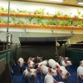 Besuch des MLUL beim EIP-Projekt Stallgrün Besuch des MLUL beim EIP-Projekt Stallgrün