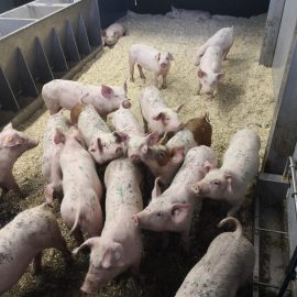 Exkursion in die Prignitzer Landschwein GmbH und Co KG Exkursion in die Prignitzer Landschwein GmbH und Co KG