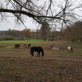 Anmeldung für eine Exkursion zur Pferdehaltung Galgenberghof möglich Anmeldung für eine Exkursion zur Pferdehaltung Galgenberghof möglich