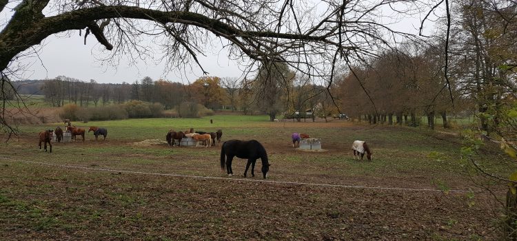 Anmeldung für eine Exkursion zur Pferdehaltung Galgenberghof möglich Anmeldung für eine Exkursion zur Pferdehaltung Galgenberghof möglich