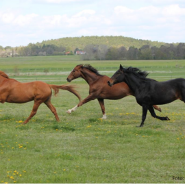 Bitte um Teilnahme zur Online-Umfrage zum Projekt „PfeMo“ – mobile Schlachtung von Equiden