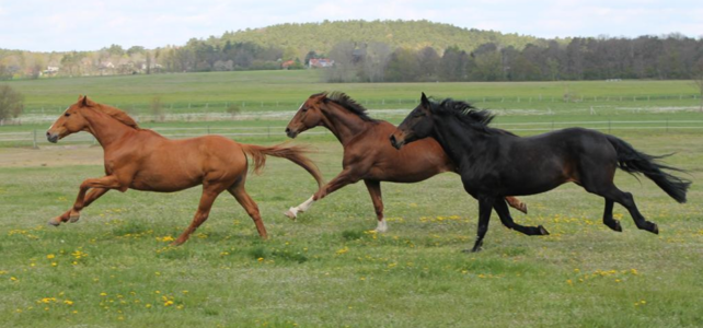 Bitte um Teilnahme zur Online-Umfrage zum Projekt „PfeMo“ – mobile Schlachtung von Equiden
