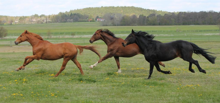 Bitte um Teilnahme zur Online-Umfrage zum Projekt „PfeMo“ – mobile Schlachtung von Equiden